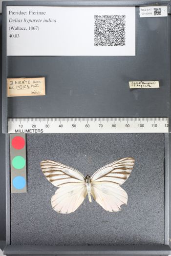 Media type: image;   Entomology 130506
